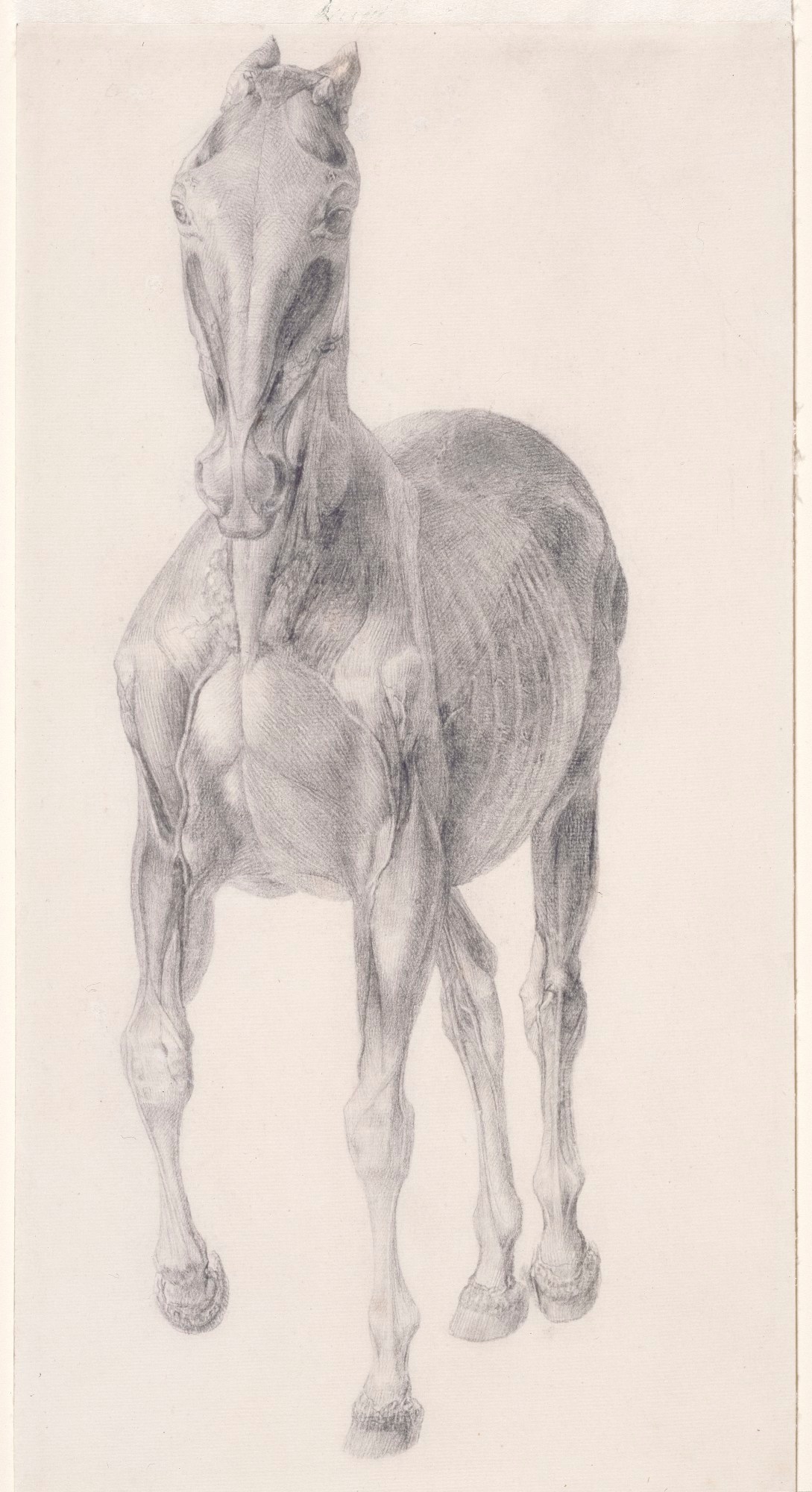 George Stubbs ARA, Finished study for 'The Seventh Anatomical Table of the Muscles ... of the Horse'