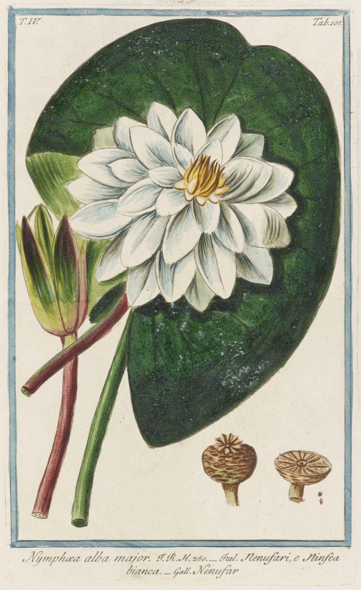 Cesare Ubertini, Nymphaea alba major