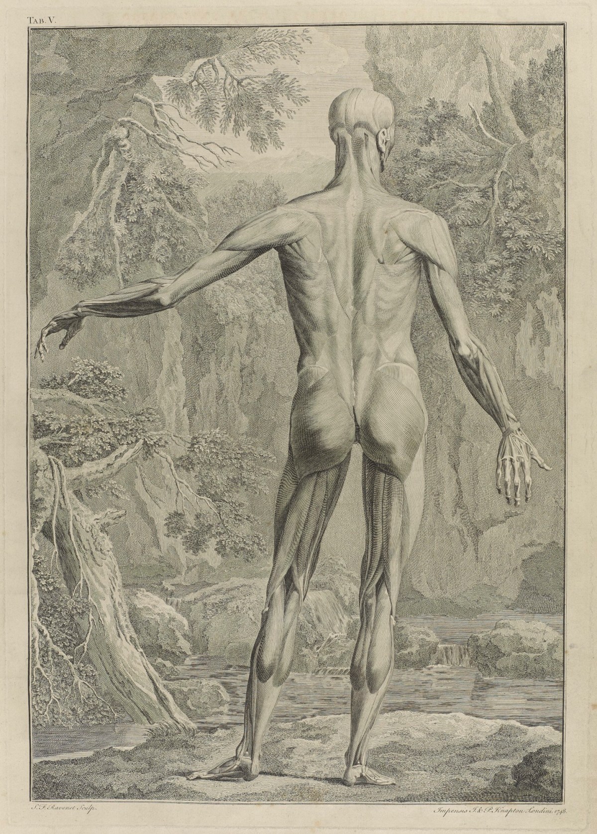 John Knapton and Paul Knapton, Plate 5: External muscles of a body (back)