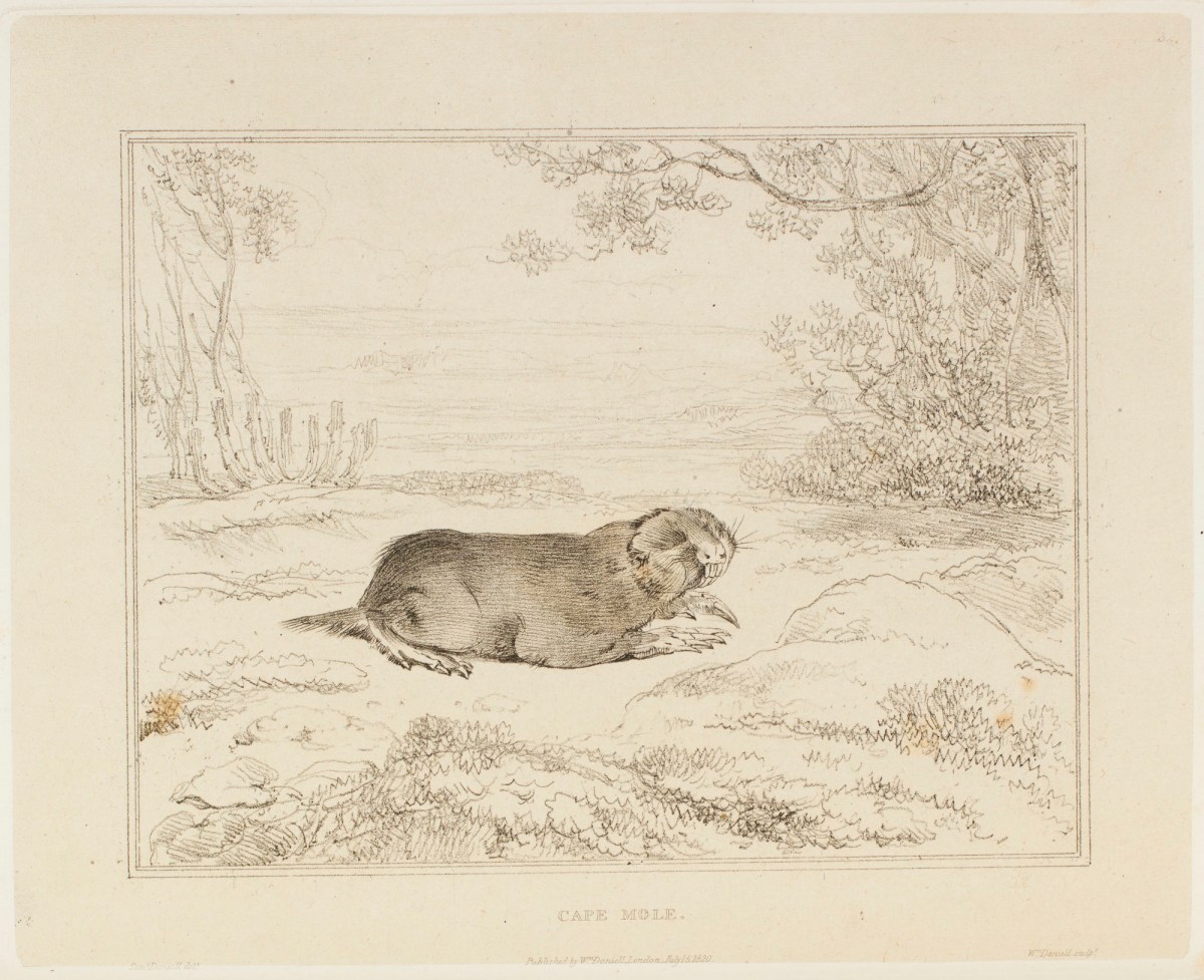 Samuel Daniell, The cape mole