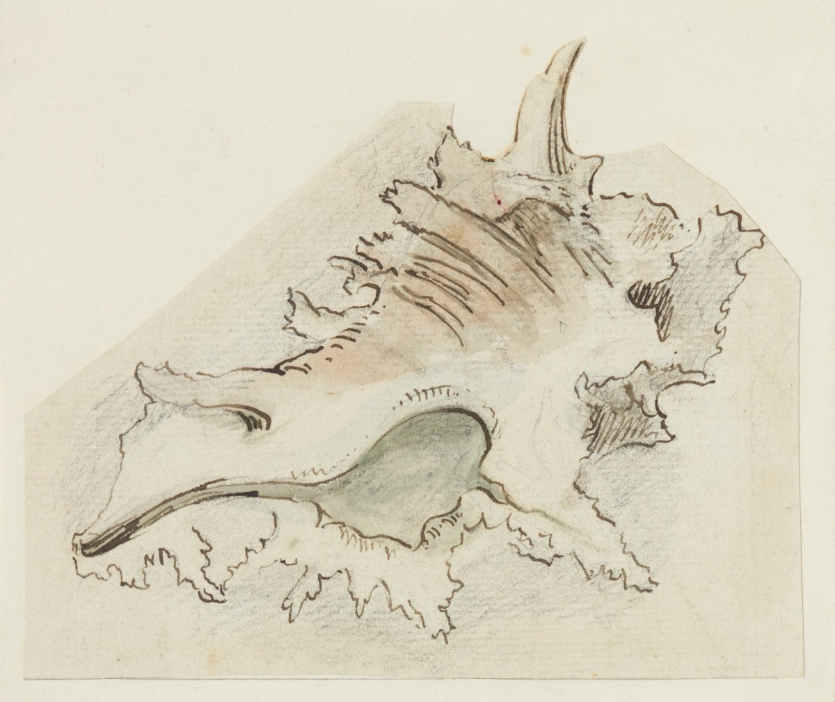 Philip Reinagle RA, Sketch of a murex shell