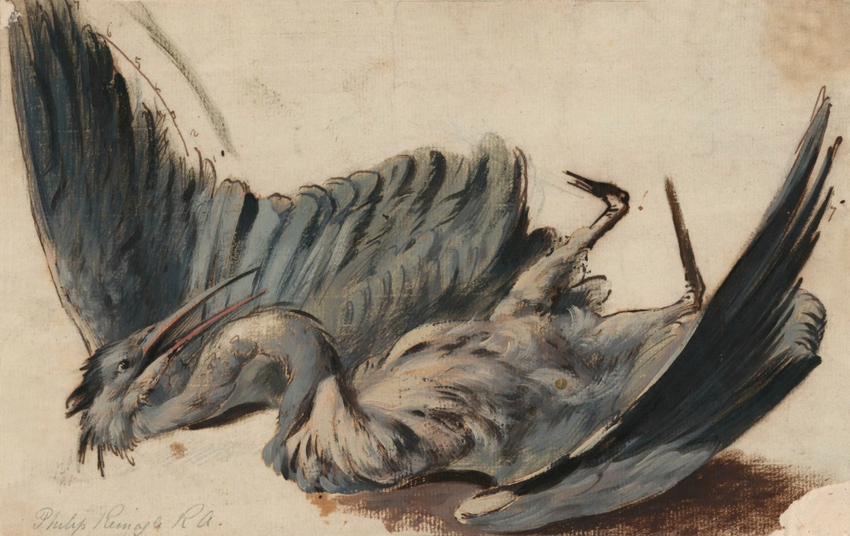 Philip Reinagle RA, A grey heron on the ground with wings outstretched
