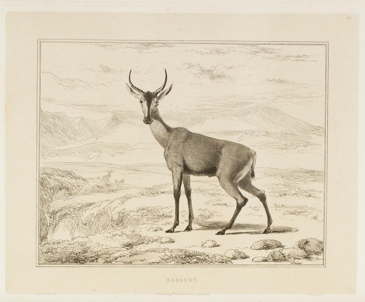 Samuel Daniell, The sasayby