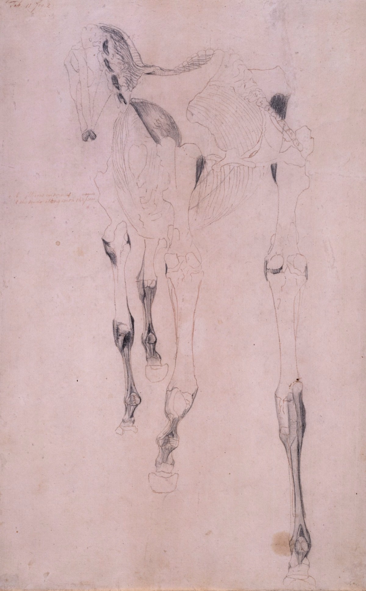 George Stubbs ARA, Working drawing for 'The Fifteenth Anatomical Table of the Muscles ... of the Horse'