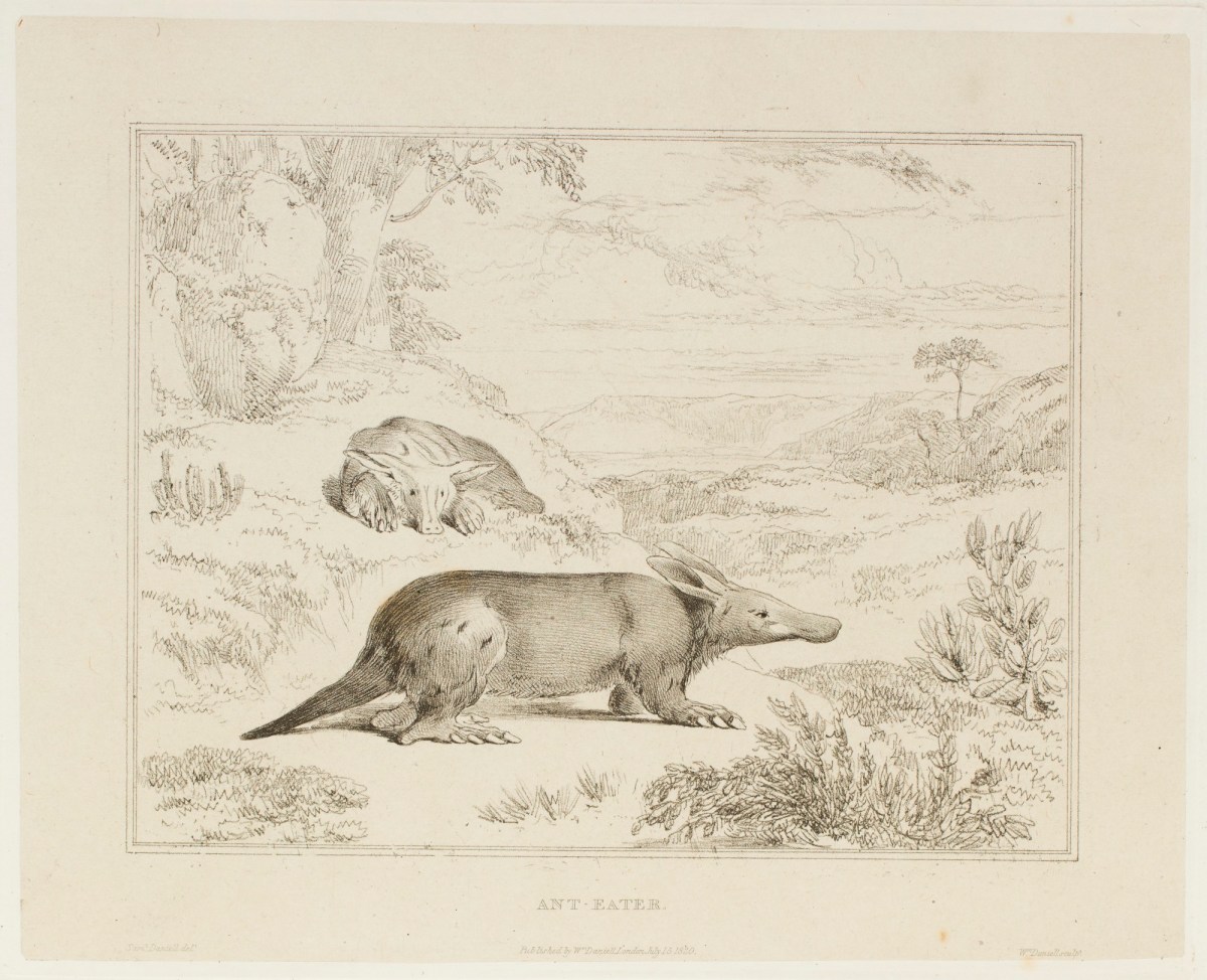 Samuel Daniell, The ant-eater