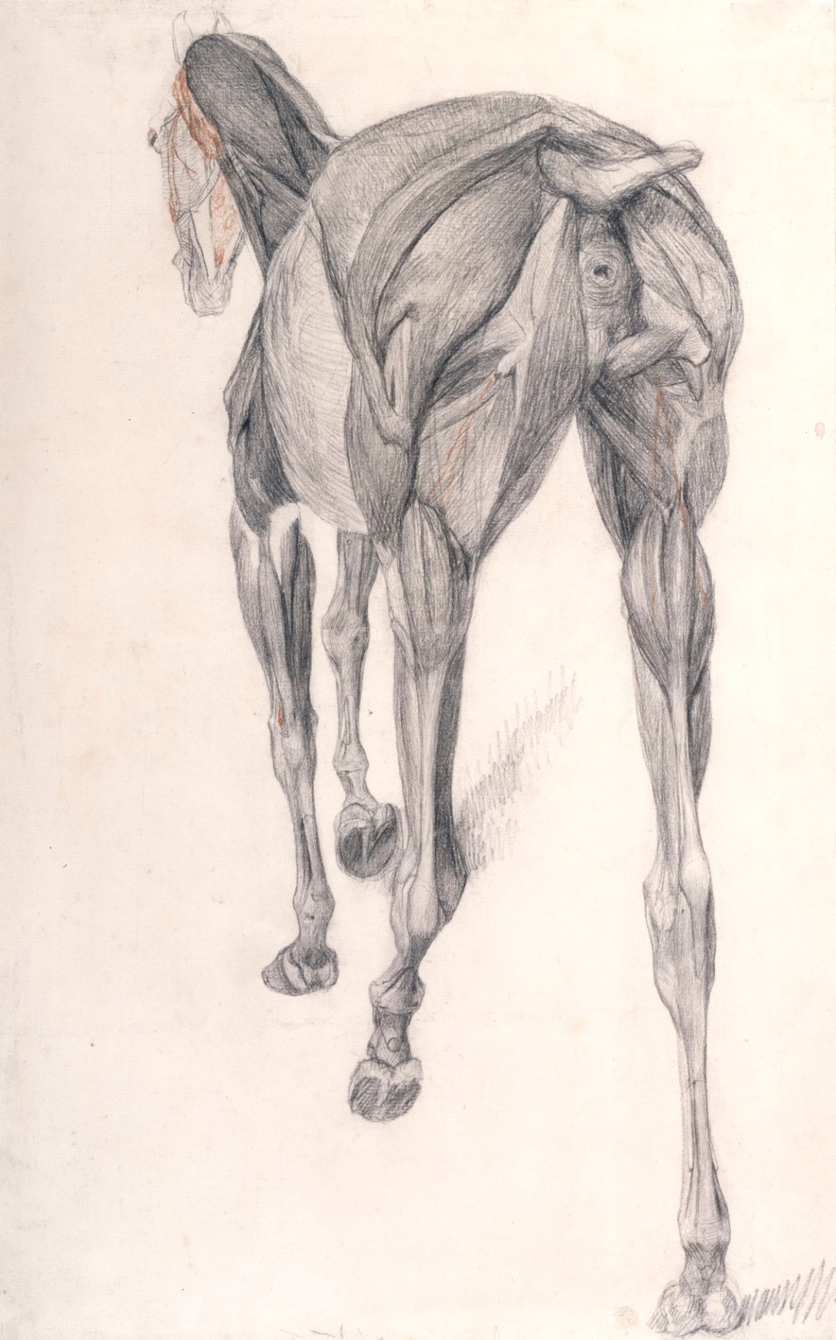 George Stubbs ARA, Working drawing for 'The Thirteenth Anatomical Table of the Muscles ... of the Horse'