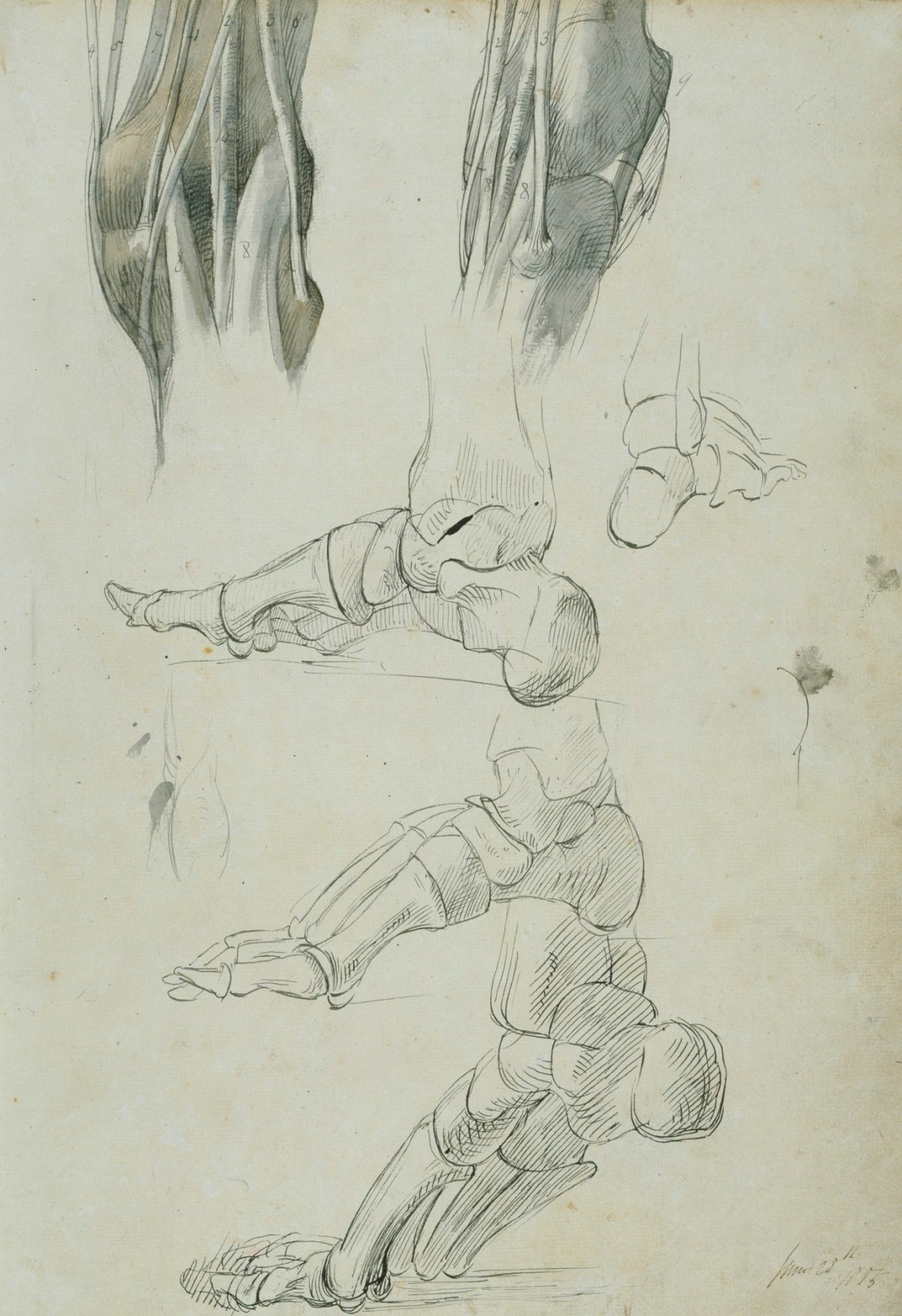 Benjamin Robert Haydon, Sheet with anatomical drawings of the leg and foot