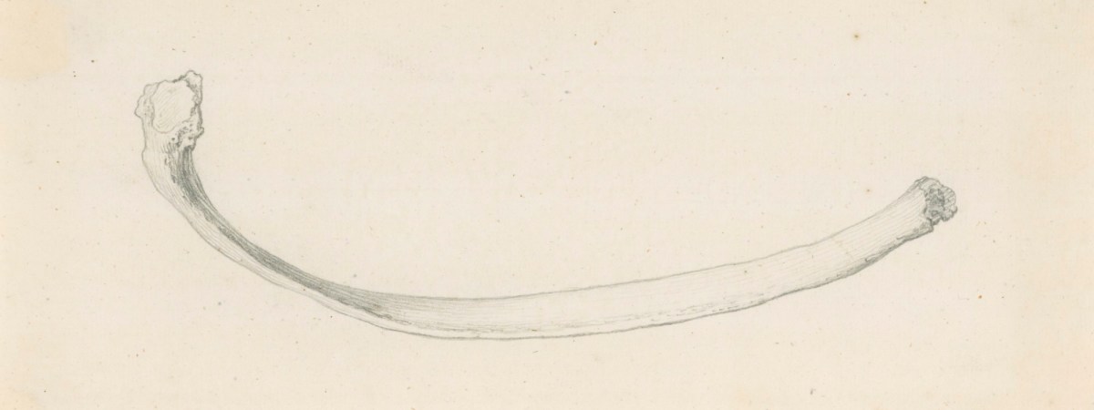 Gerard van der Gucht, The fifth lowest rib, for Cheselden's Osteographia