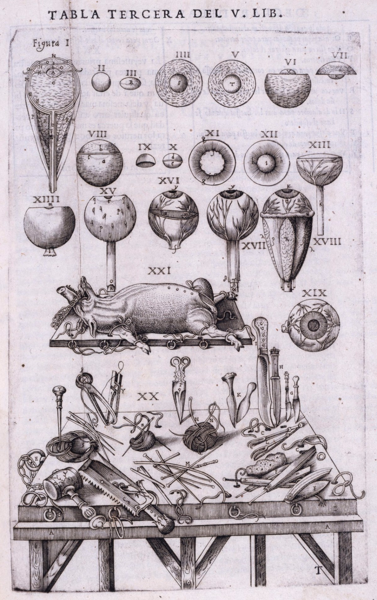 Gaspar Becerra, Details of anatomy of the eye and anatomical instruments