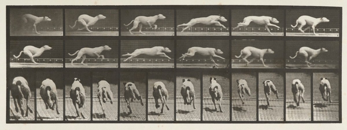 Eadweard Muybridge, Dog; galloping; white racing hound (Maggie)