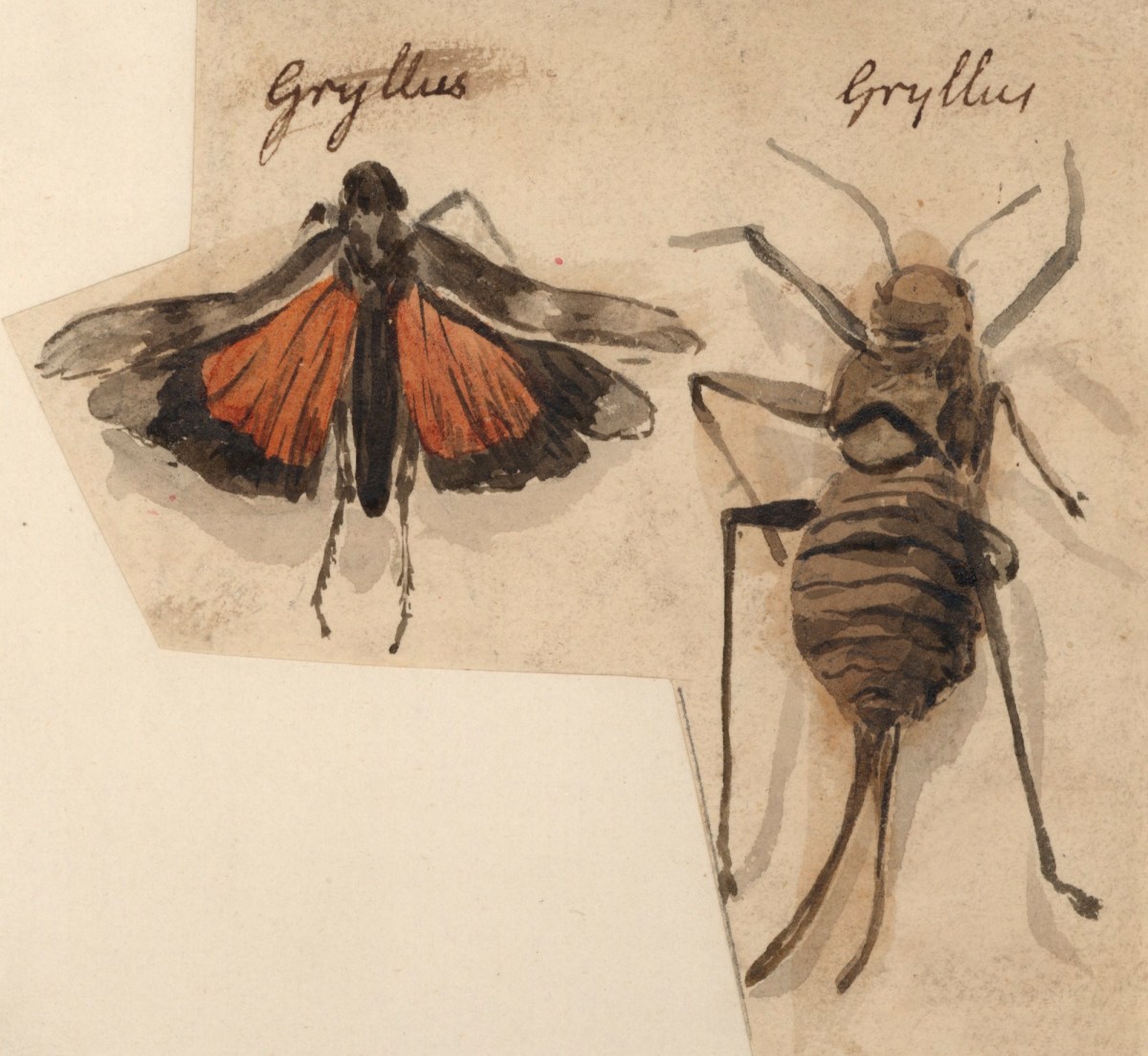 Philip Reinagle RA, Crickets