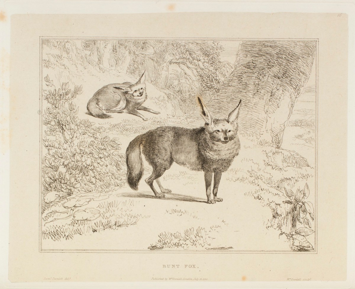 Samuel Daniell, The bunt-fox
