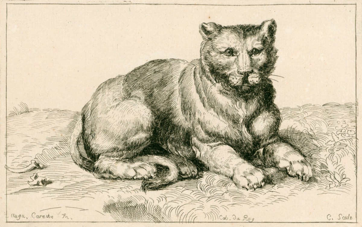 Philippe Claude Anne de Tubières, comte de Caylus, A lioness
