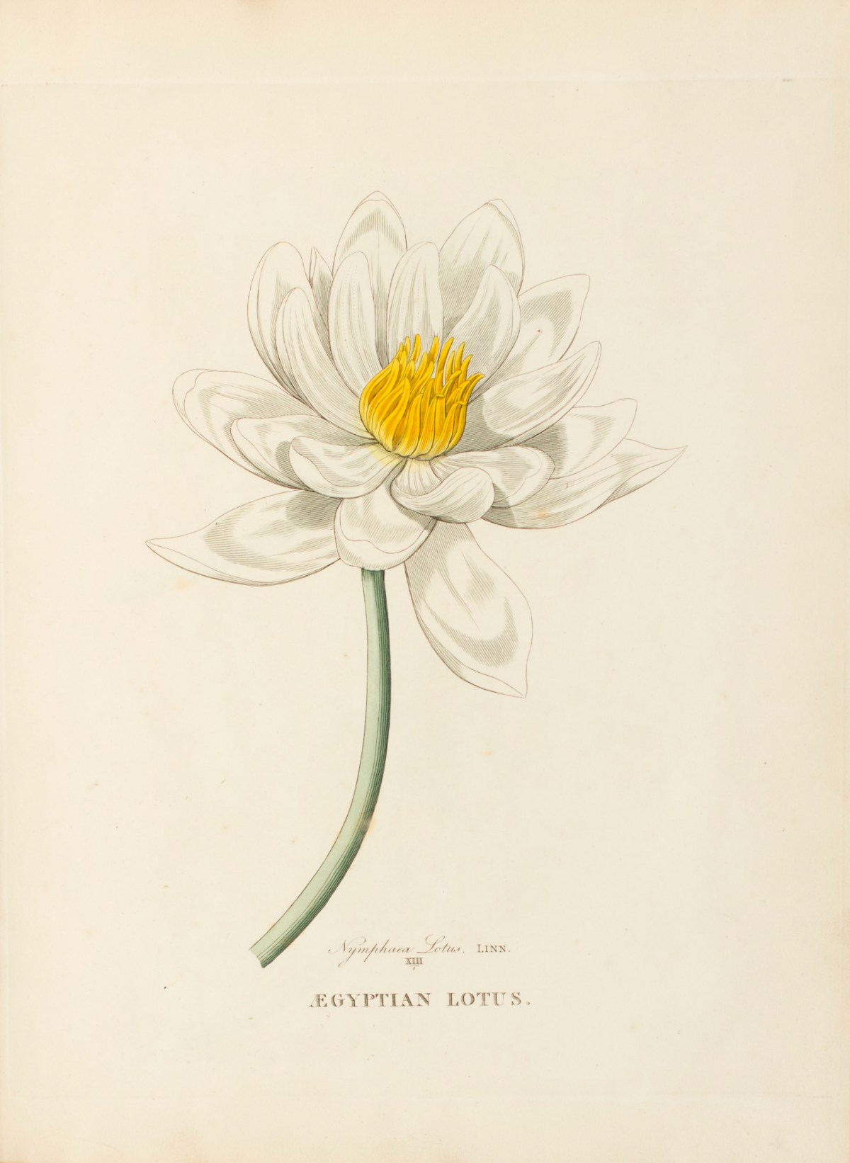Richard Duppa, Aegyptian Lotus.