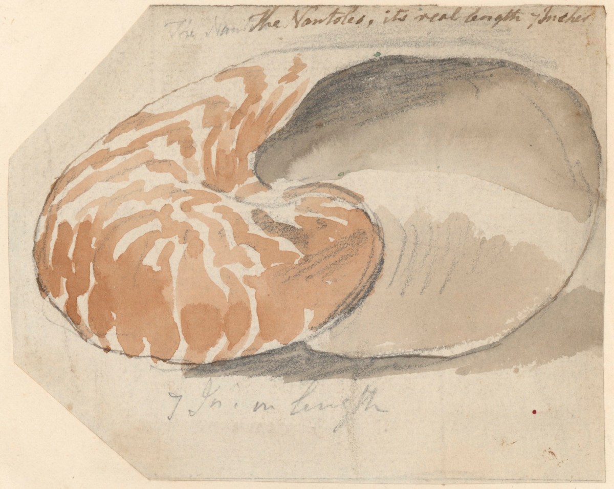 Philip Reinagle RA, A brown and white shell