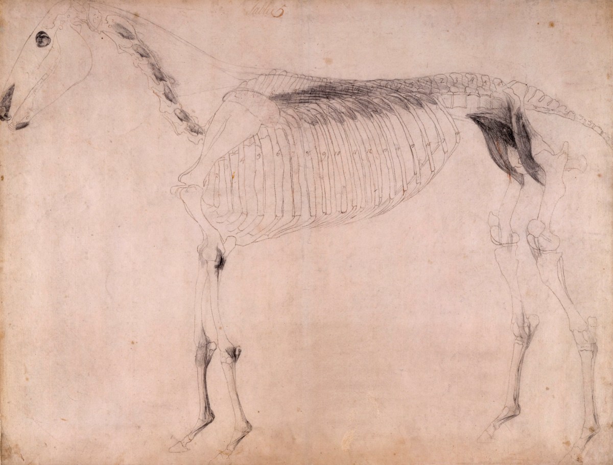 George Stubbs ARA, Working drawing for 'The Fifth Anatomical Table of the Muscles ... of the Horse'