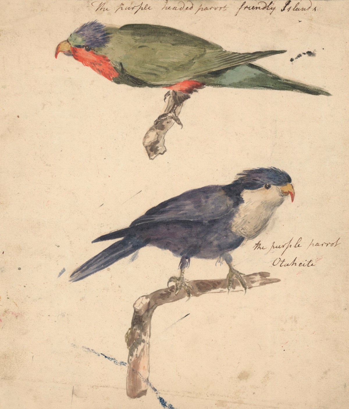 Philip Reinagle RA, Two studies of parrots