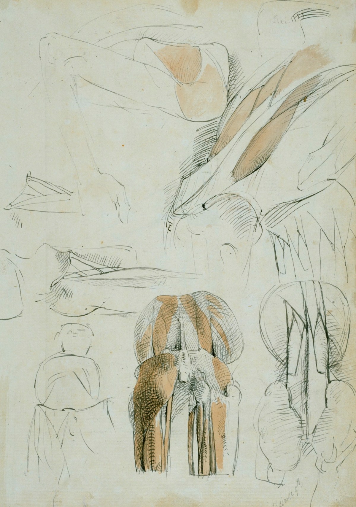 Benjamin Robert Haydon, A sheet of anatomical studies of the back and leg