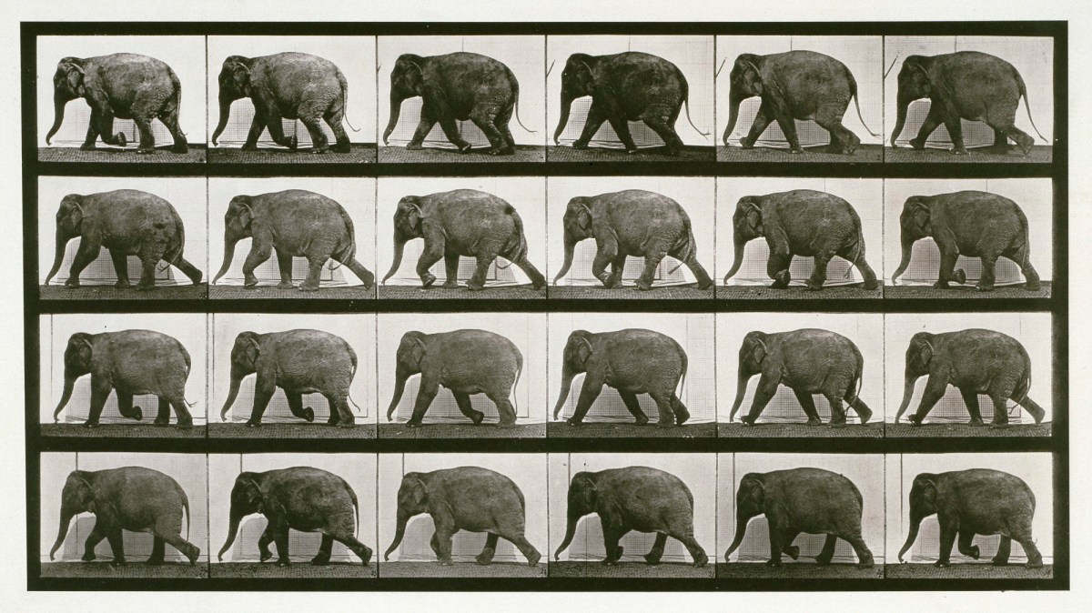 Eadweard Muybridge, Elephant; walking