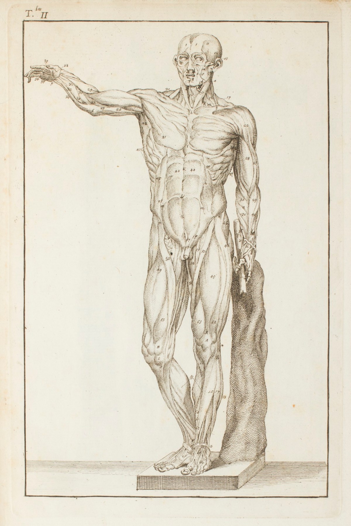 Carlo Lasinio, Écorché figure