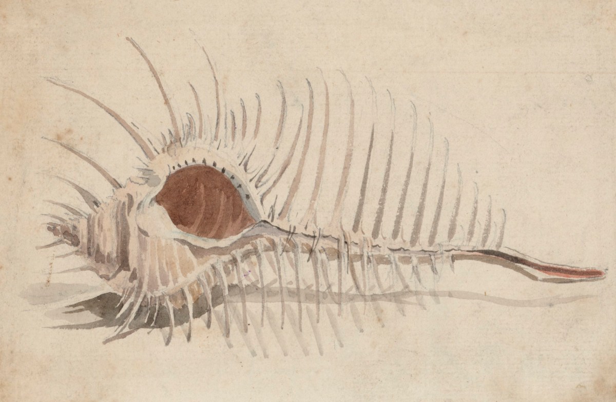 Philip Reinagle RA, A 'Venus Comb' shell