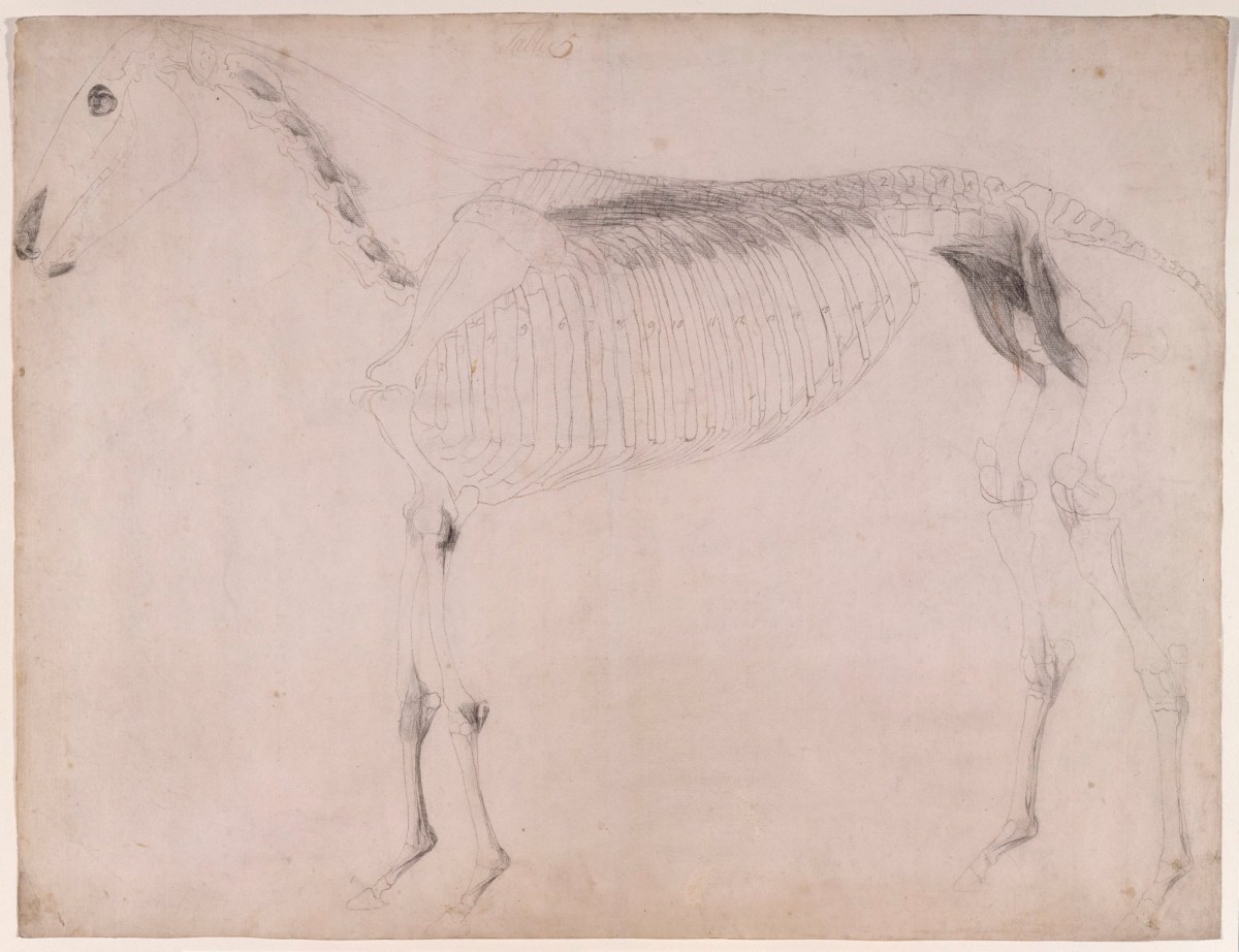 George Stubbs ARA, Working drawing for 'The Fifth Anatomical Table of the Muscles ... of the Horse'