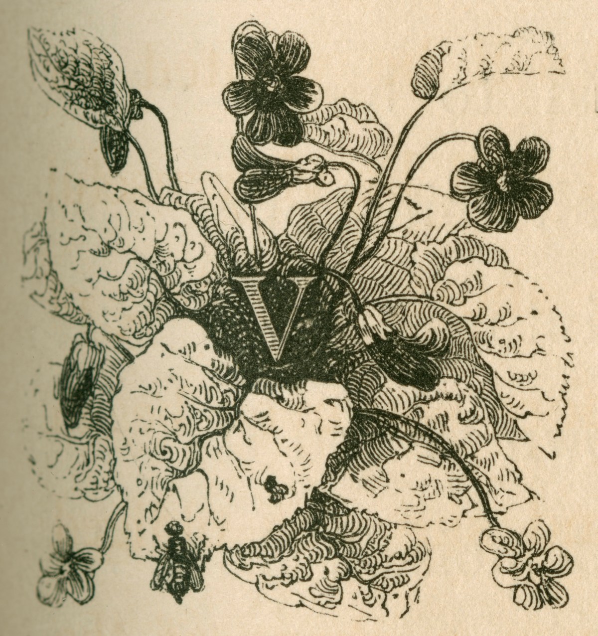 François Louis Français, Heart's Ease (initial V)