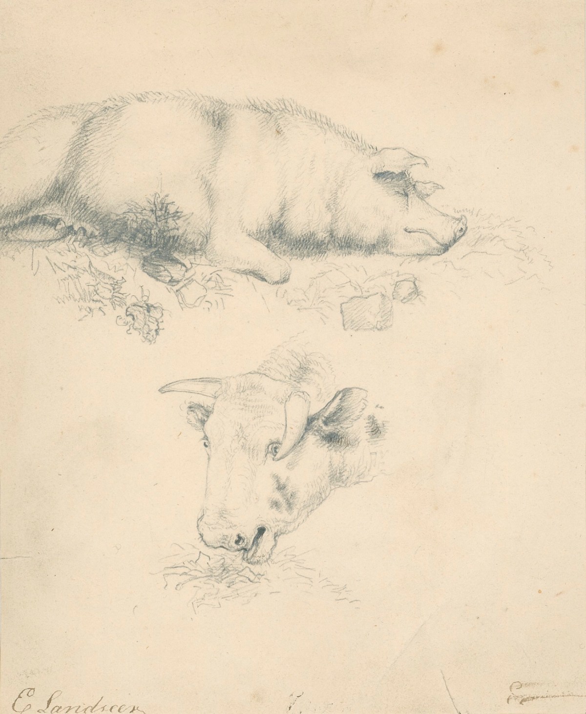 Sir Edwin Landseer RA, Studies in a farmyard