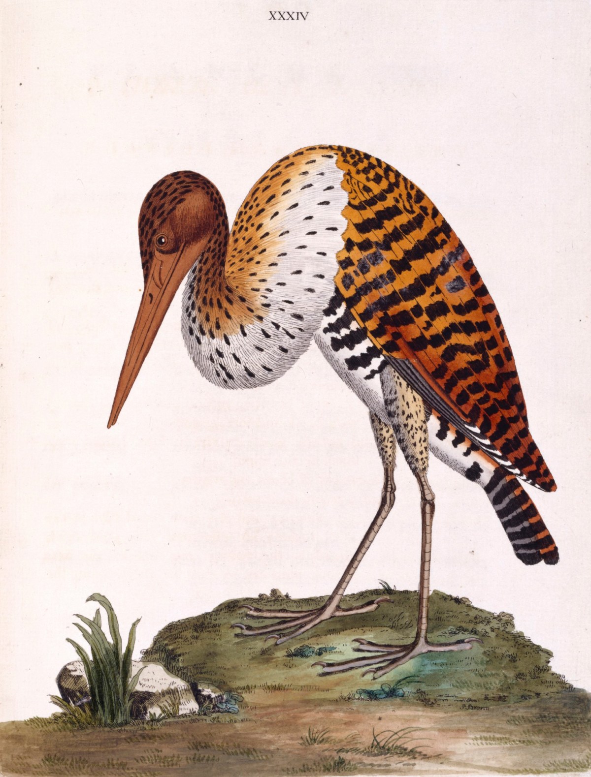 Peter Brown, 'The Brasilian Bittern'