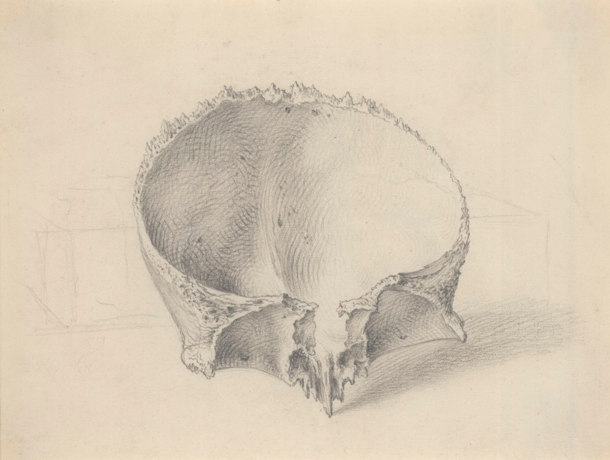 Gerard van der Gucht, Interior of the os frontis, part of the skull, for Cheselden's Osteographia