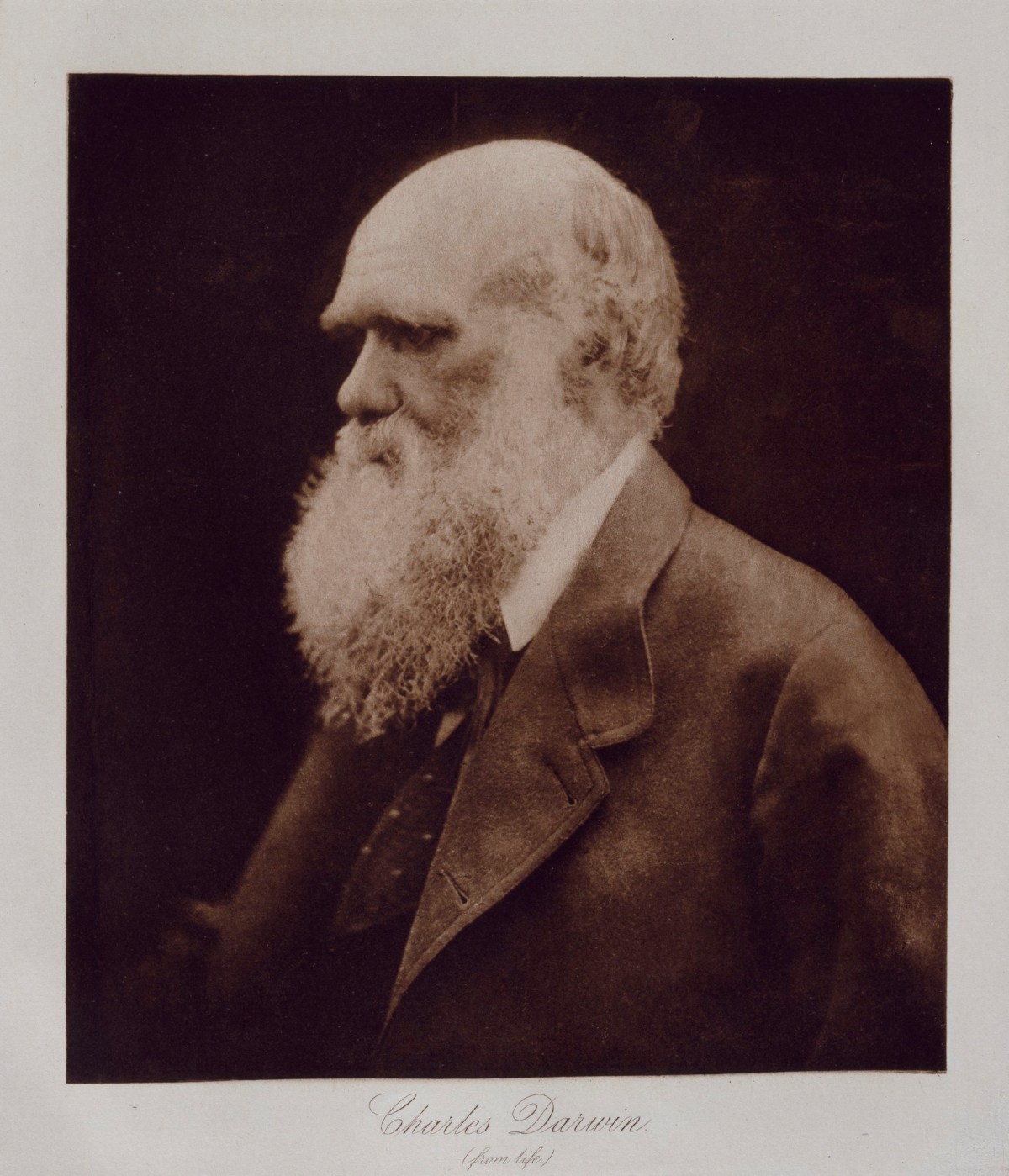 Mrs. Julia Margaret Cameron, Charles Darwin