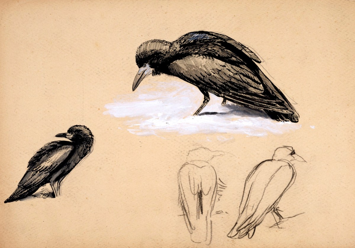 Sir John Everett Millais Bt. PRA, Study of four rooks for 'Christmas Eve 1887'