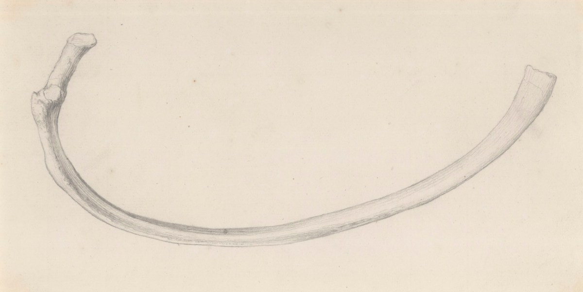 Gerard van der Gucht, The fifth upper rib, for Cheselden's Osteographia