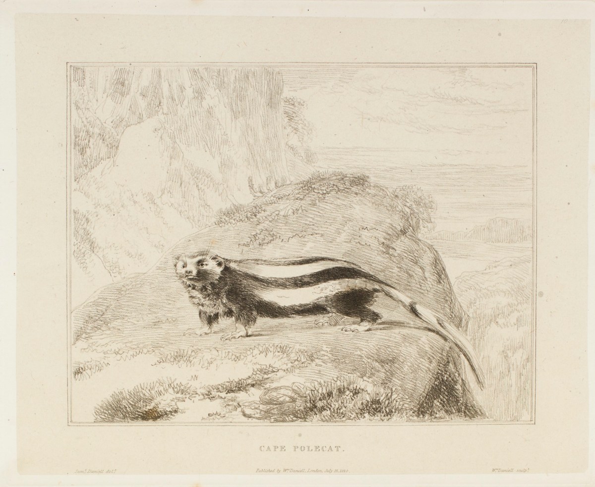 Samuel Daniell, The Cape polecat