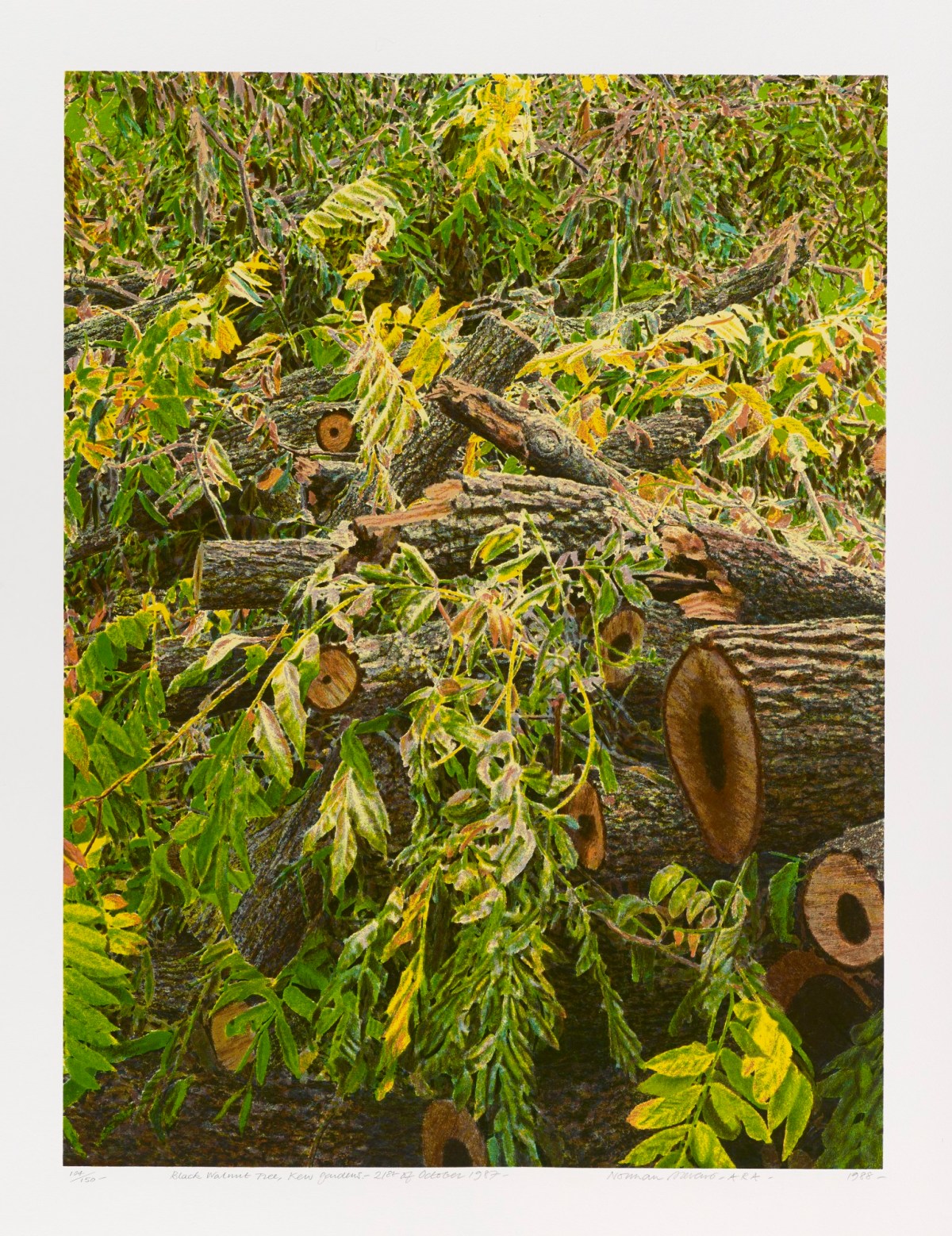 Norman Stevens ARA, Black Walnut Tree, 21st October 1987