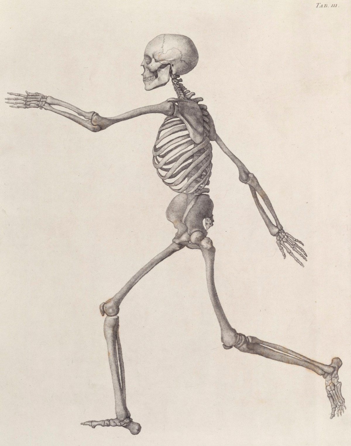 Human Skeleton: lateral view, Works of Art