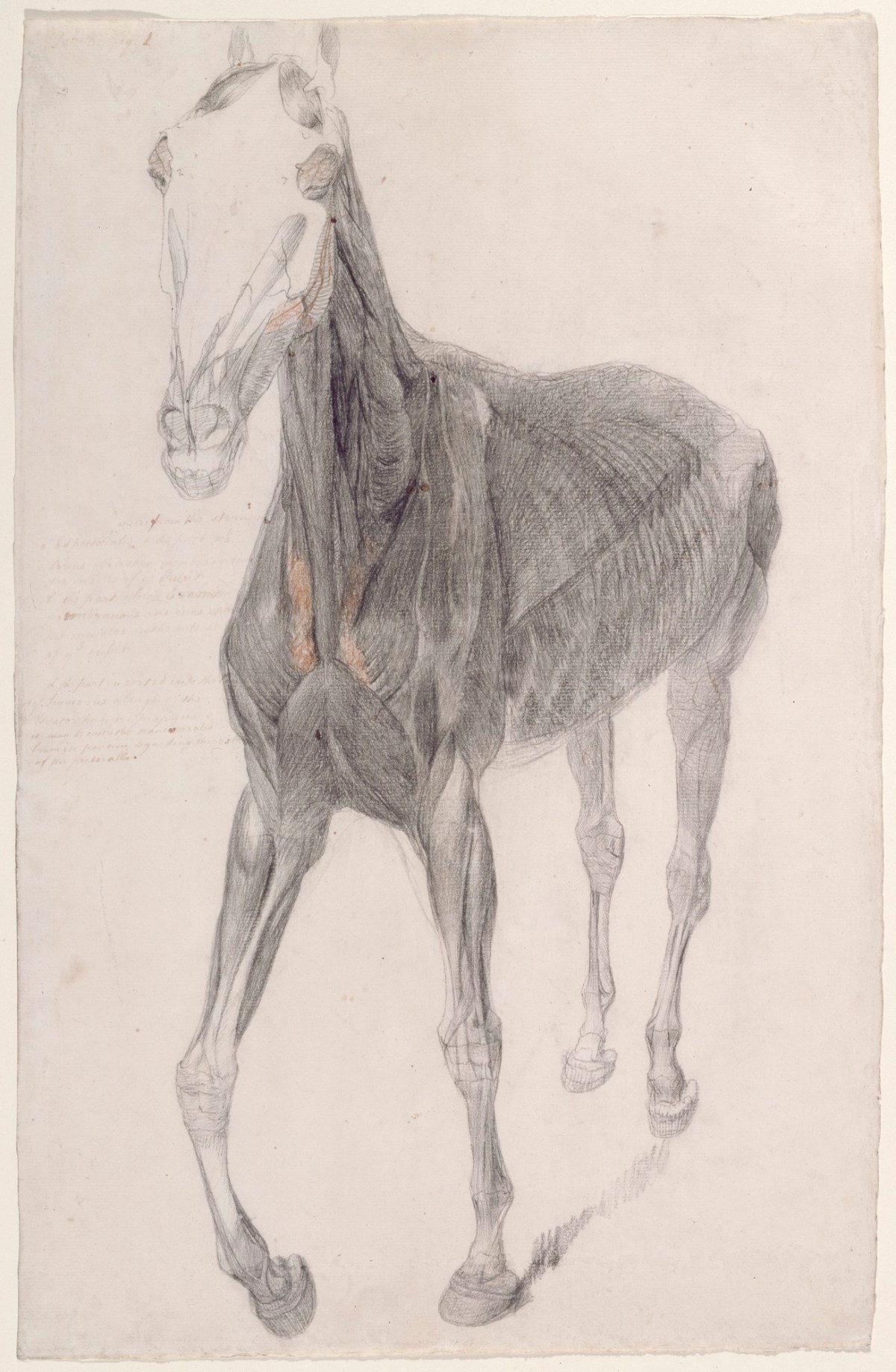 George Stubbs ARA, Working drawing for 'The Eighth Anatomical Table of the Muscles ... of the Horse'