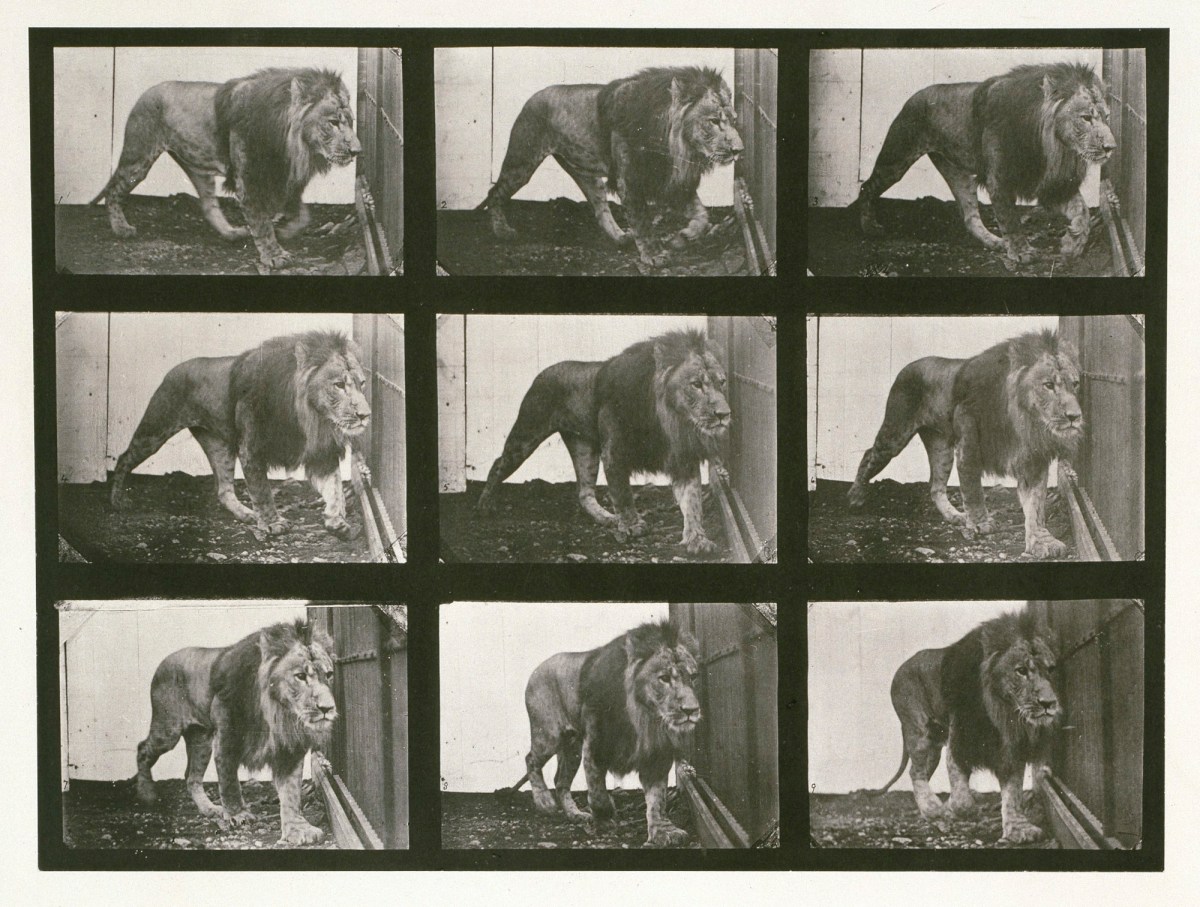 Eadweard Muybridge, Lion; walking