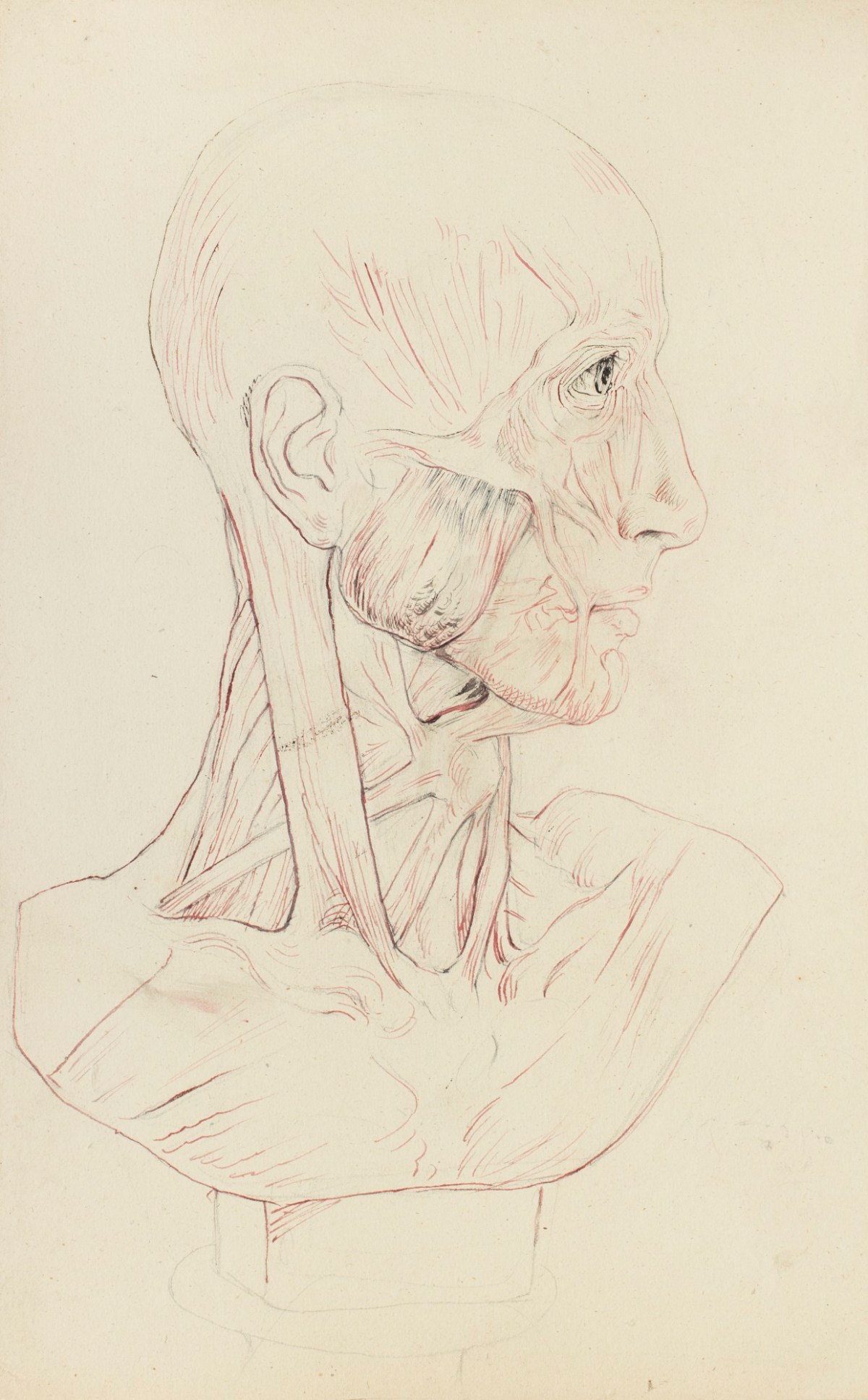 Sir Edwin Landseer RA, Study of an ecorche bust