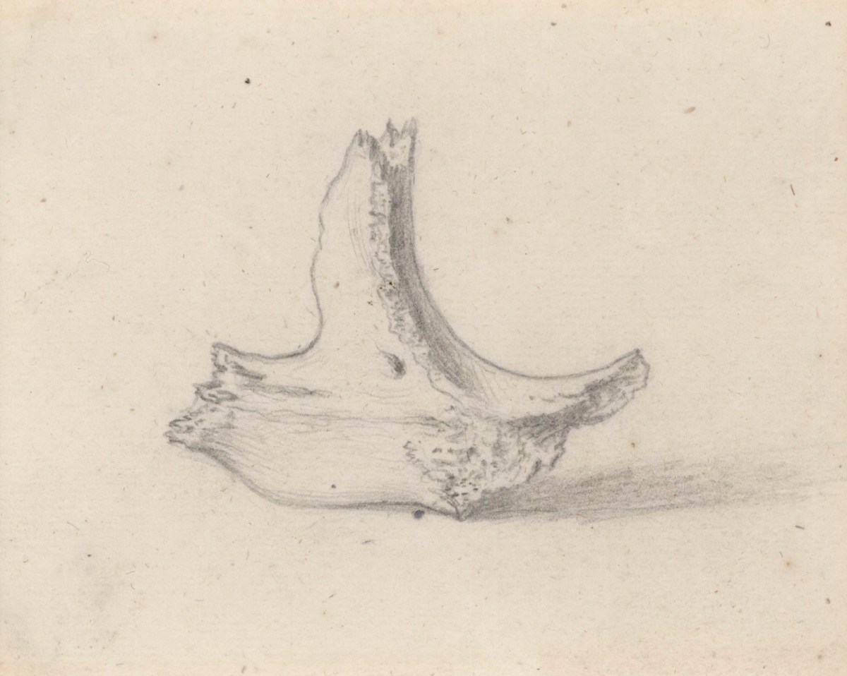 Gerard van der Gucht, The inside of the os malae, for Cheselden's Osteographia