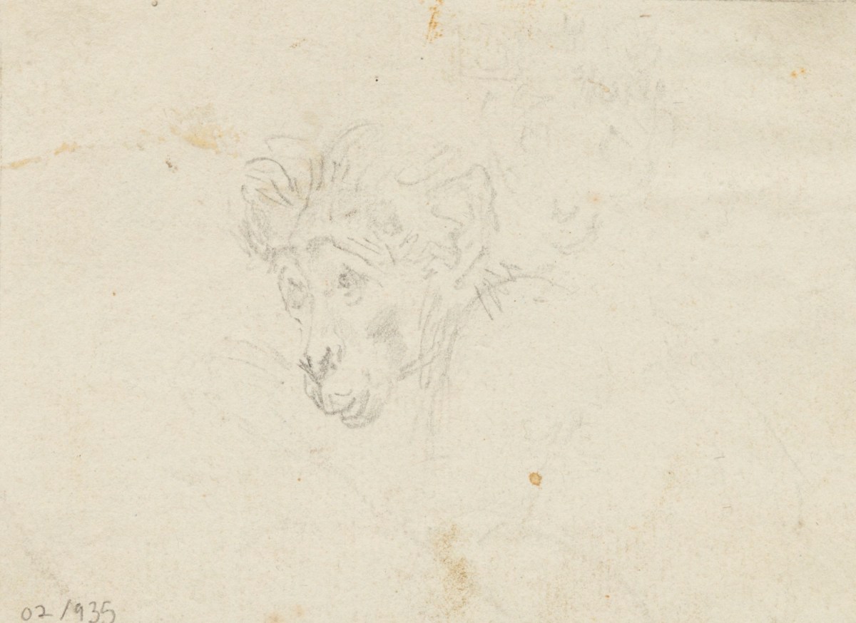 Philip Reinagle RA, Head of a monkey