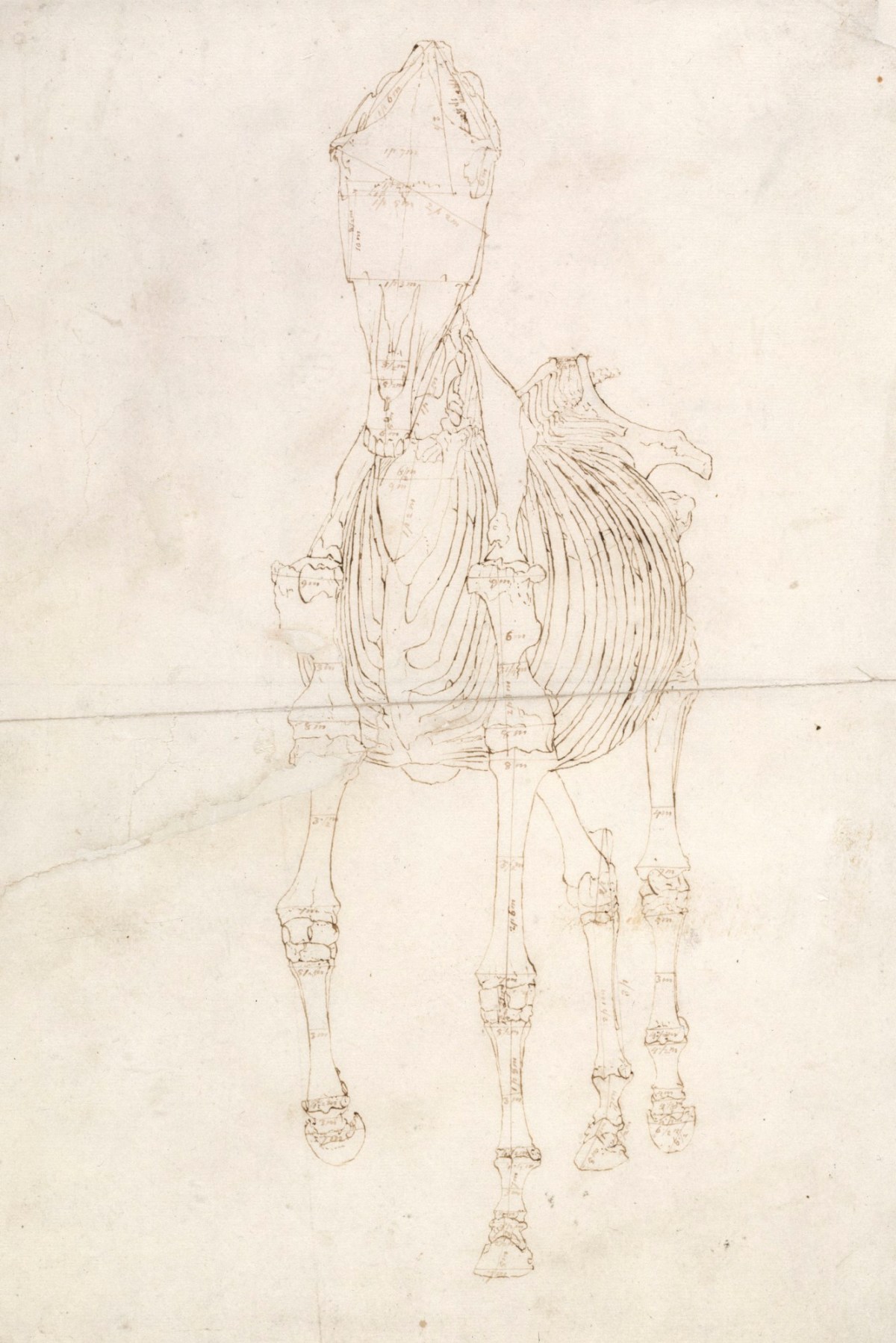 George Stubbs ARA, Measured working drawing for 'The Second Anatomical Table of the Skeleton of the Horse'