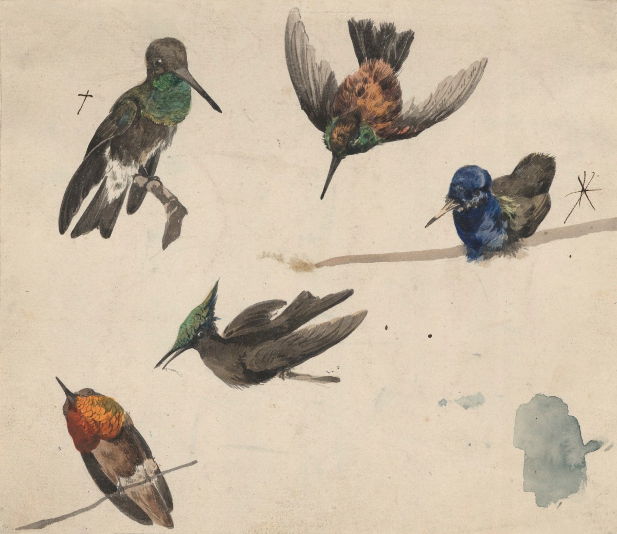 Philip Reinagle RA, Hummingbirds