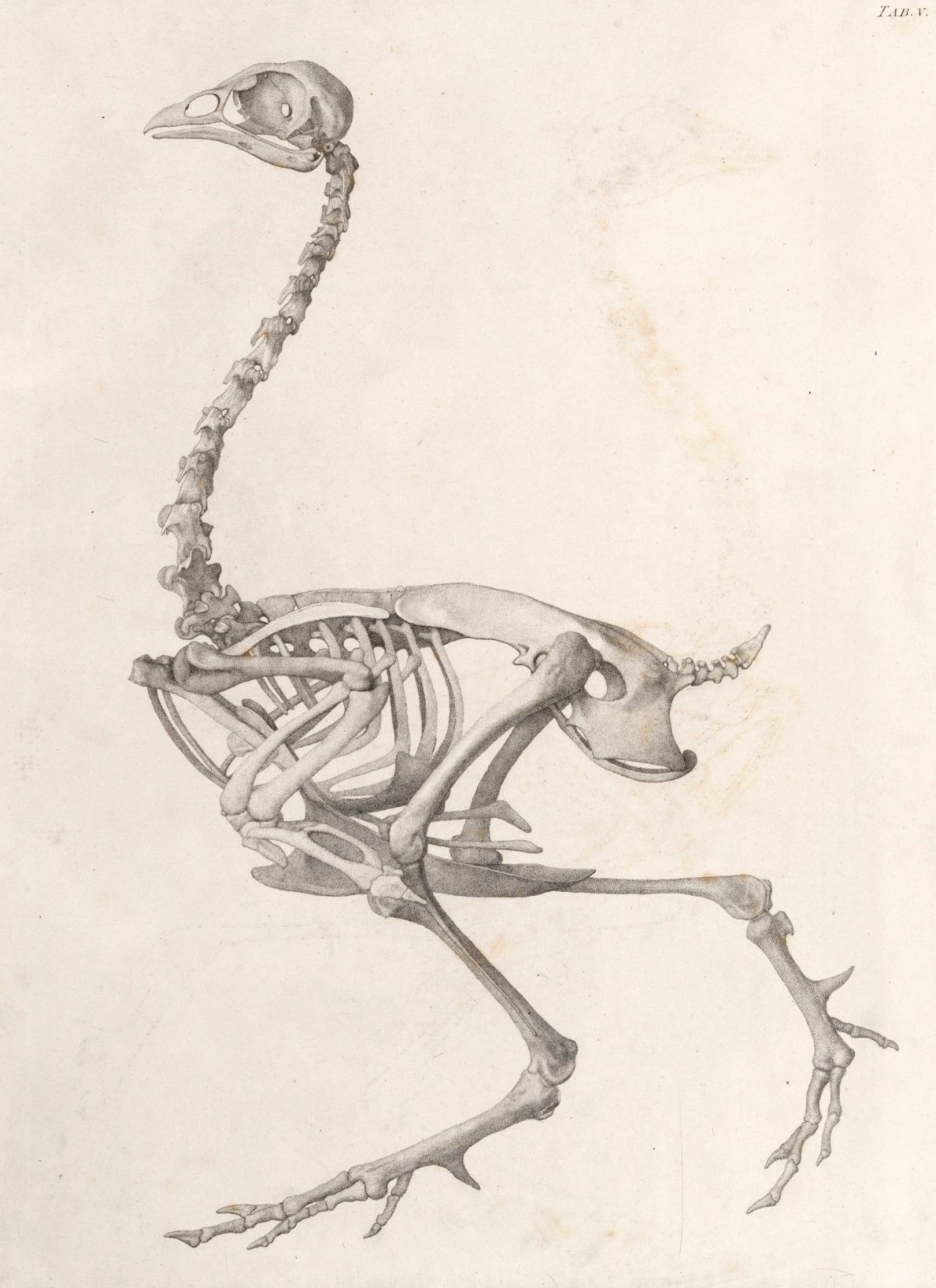 George Stubbs ARA, Fowl Skeleton: lateral view