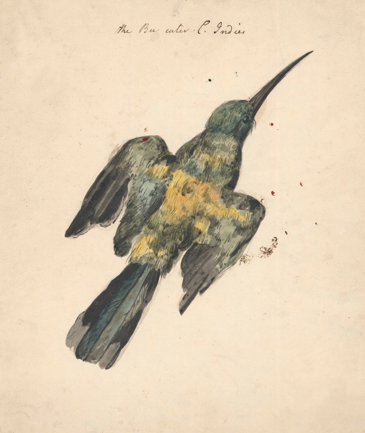 Philip Reinagle RA, The Bee Eater