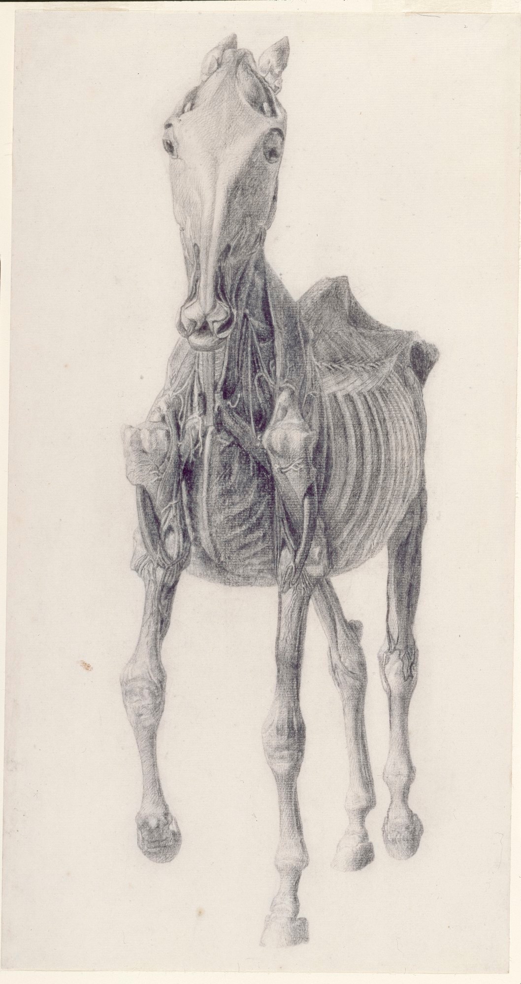 George Stubbs ARA, Finished study for 'The Ninth Anatomical Table of the Muscles ... of the Horse'