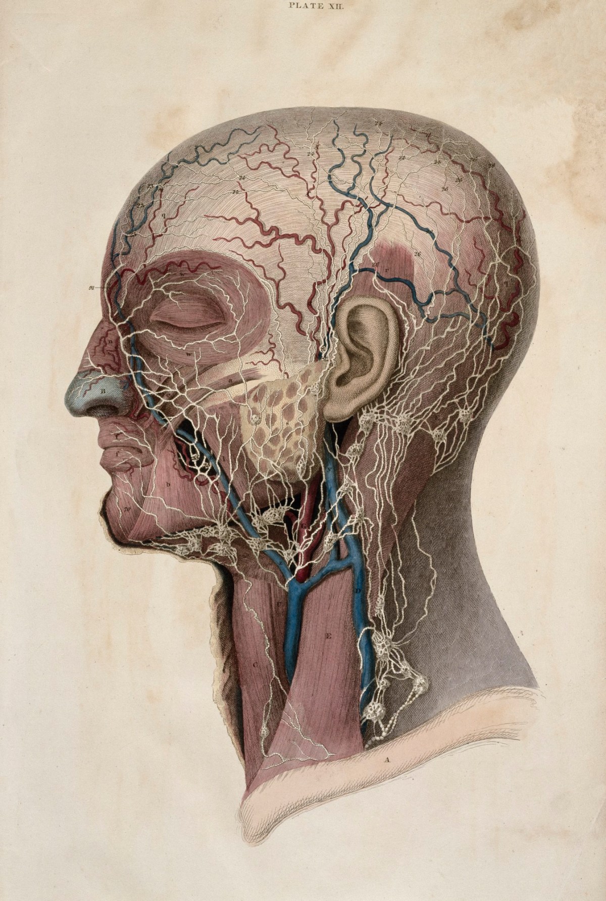 William Home Lizars, View of the lymphatic vessels of the head and neck