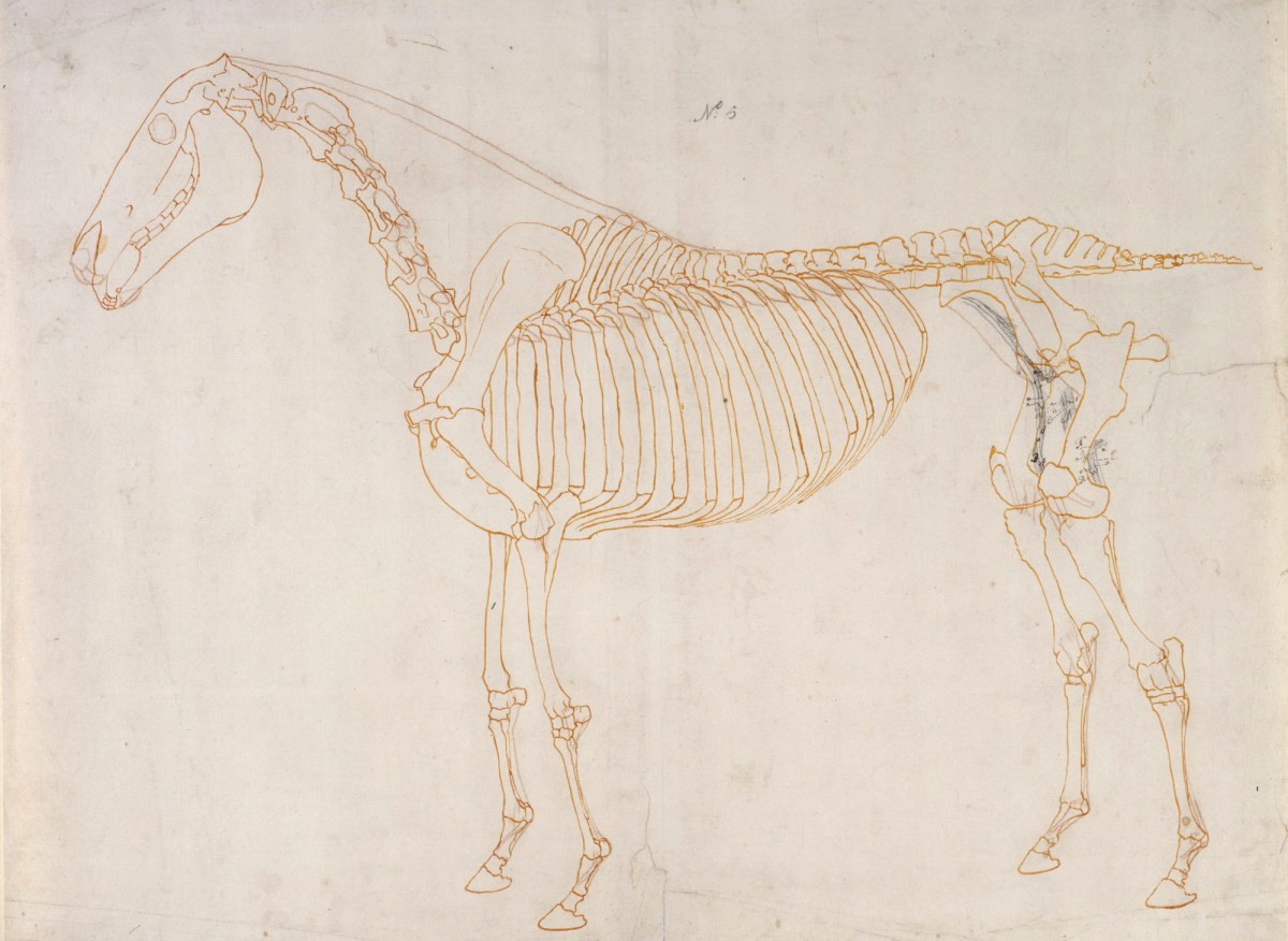 George Stubbs ARA, Working drawing of the Blood Vessels for 'The Fifth Anatomical Table of the Muscles ... of the Horse'