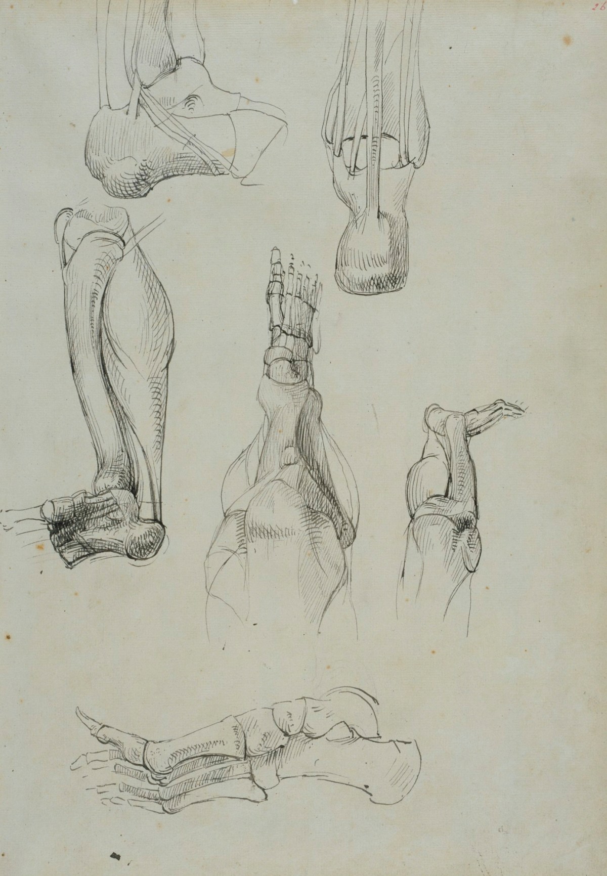 Benjamin Robert Haydon, A sheet of six anatomical drawings of the leg and foot