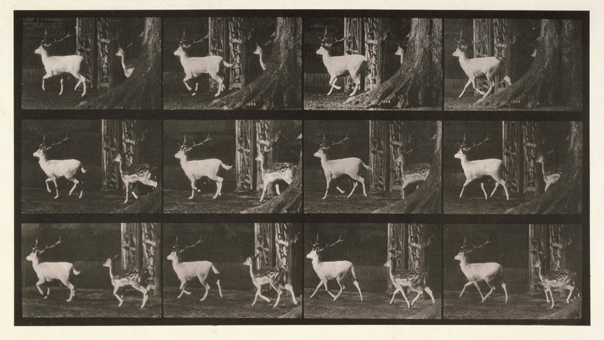 Eadweard Muybridge, Fallow deer; buck and doe; trotting